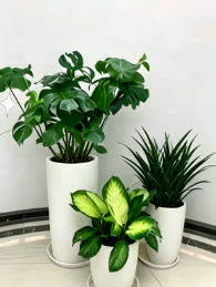 北仑花卉租摆批发六种用法，惊喜不断